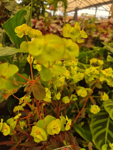 Baby tears yellow aurea a - baby's,
