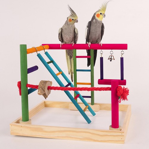 Parrot playground bird - playground, play