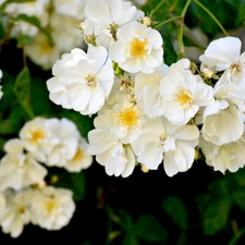 Bobby Bobbie James Rambling