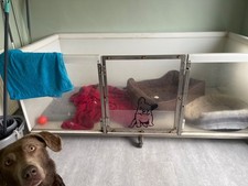 large whelping box for dogs