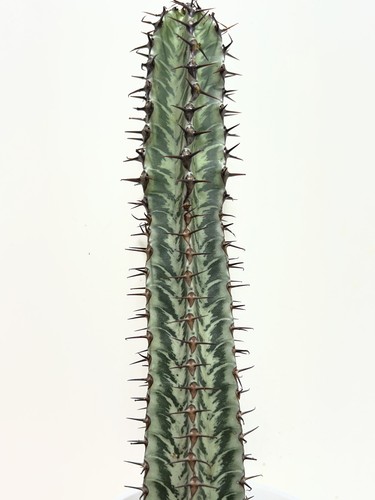 Euphorbia confinalis succulent - euphorbia,