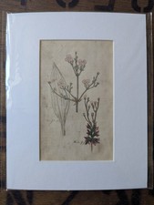 1820 Original Botanical Art -