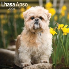 Lhasa Apso Calendar 2026 -