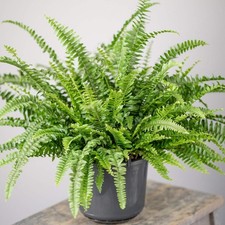 Boston Fern Established, Moisture Loving, Indoor / House Plant, 12cm Pot