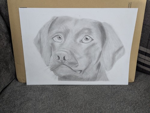 Original hand drawn - original, labrador