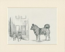 ELKHOUND AND PUPPY CHARMING OLD 1938 MOUNTED DOG SKETCH PRINT by KF BARKER