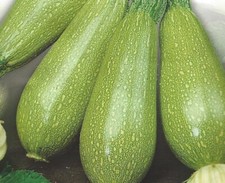 Courgette - Bolognese - 10 Seeds - Plastic Free Packaging