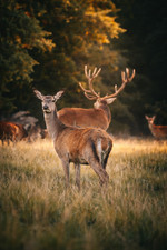 Red Deer Canvas Wall Art Print