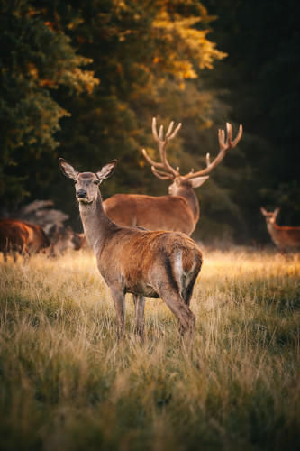 Red deer canvas - wall, print