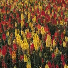 Kniphofia - Red Hot Poker -