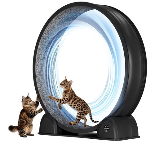 Cat exercise wheel with - cat,
