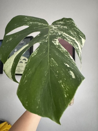 Monstera deliciosa albo - monstera,