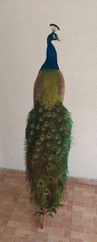 Amazaing indian peacock - ,