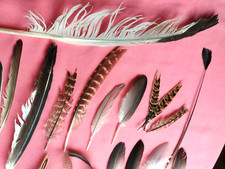 NATURAL FEATHERS from UK x31