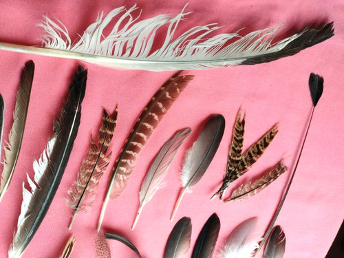 Natural feathers from - from, x31