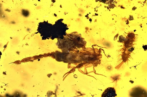 Amazing scorpion attacking - scorpion,