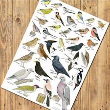 British Garden Birds Art