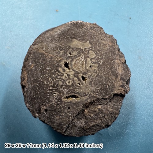 Fossil british dinosaur