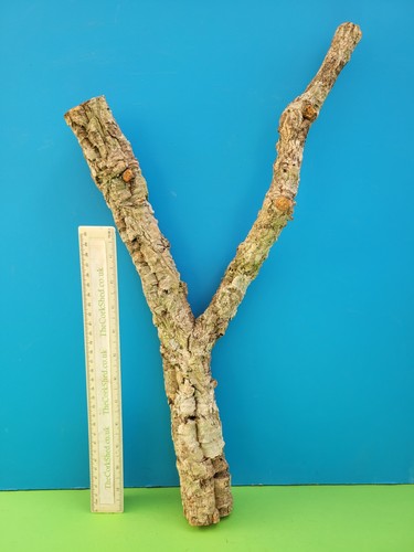 Cork bark branch 50cm snake - cork,