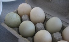 Free Range ducks eggs - 6 -