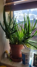 Aloe Vera Plant Houseplant