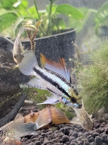 Beautiful pair apistogramma - beautiful,
