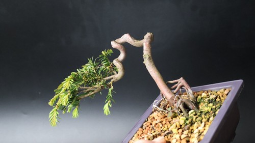 Yew bonsai tree - yew, penjing