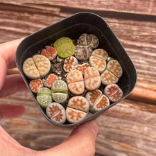Double head lithops living - double, –