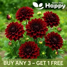 DAHLIA DWARF SEEDS - BLOODY