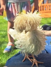 (6)  Polish Chicken Hatching