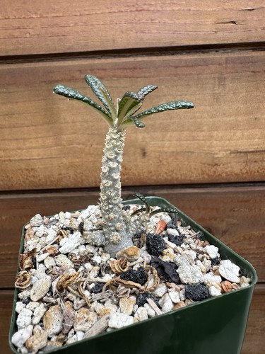 Dorstenia gigas socotra - -,