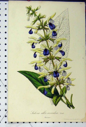 Original old antique - antique, print