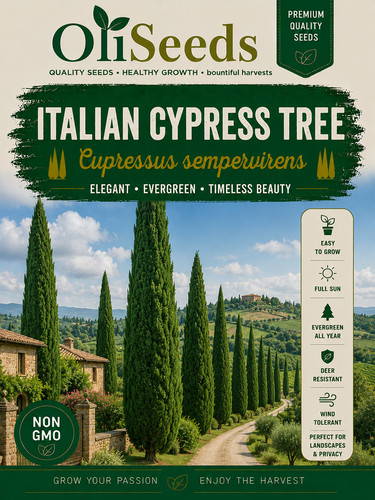 Italian cypress tree seeds - cypress,