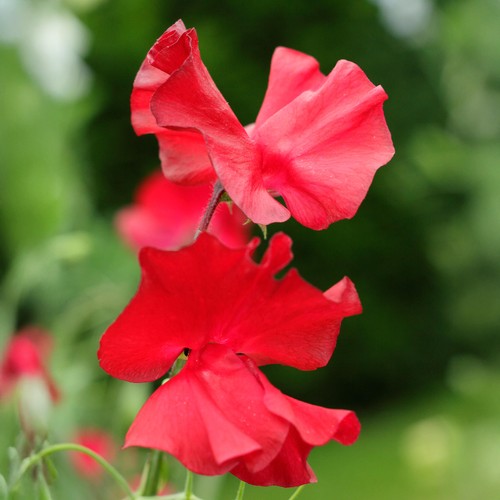 Winston churchill sweet pea - sweet,