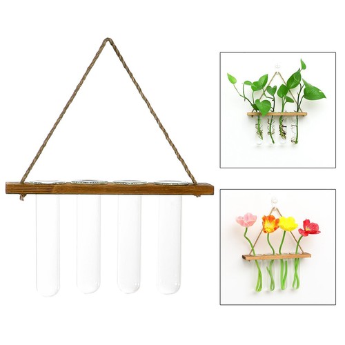 Wall hanging plant propagation - plant,