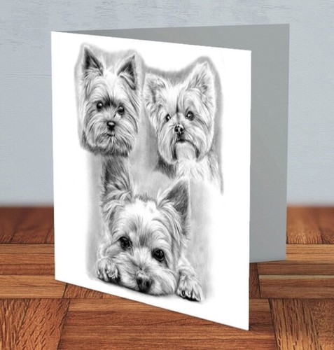 Yorkshire terrier yorkie - yorkshire, dog