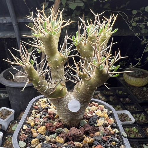 6cm othonna euphorbioides - othonna,