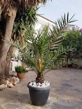 Organic Medjool Date Palm Seeds - 20x Seeds - Grow Your Own Date Palm UK Seller