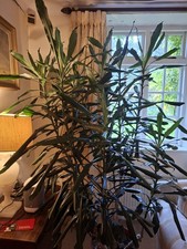 Yucca Elephantipes  Extra Large Indoor