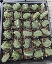 Pot 5cm Live House Plant