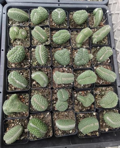 Pot 5cm live house plant - pot,