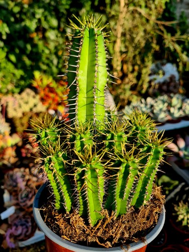 Euphorbia fruticosa cactus - fruticosa,
