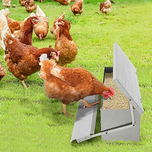 Automatic chicken feeder - chicken,