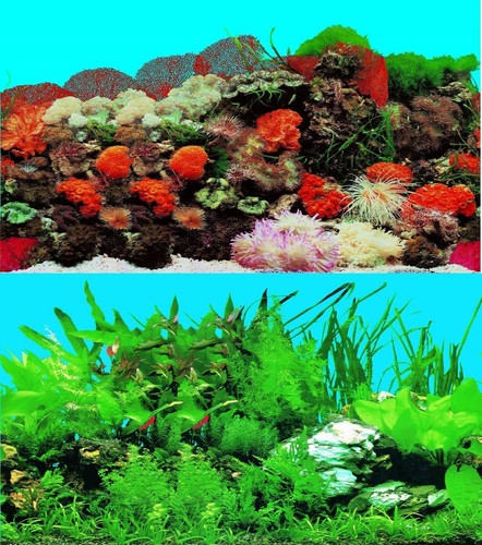 Aquarium fish tank - tank, background