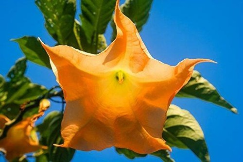 Brugmansia orange glory - brugmansia,