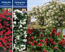 2 CLIMBING ROSE BUSHES SCARLET