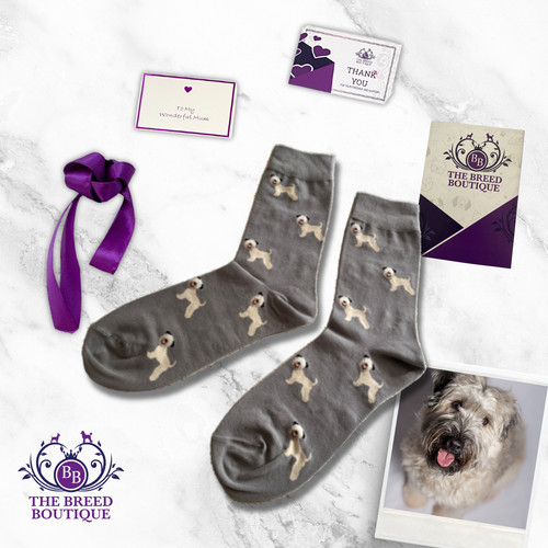 Soft coated wheaten terrier - coated,