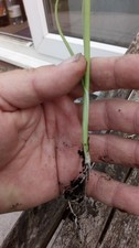 20 x Musselburgh Bare Rooted