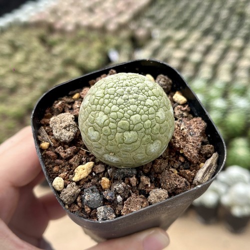 3cm succulent cactus plant - succulent,