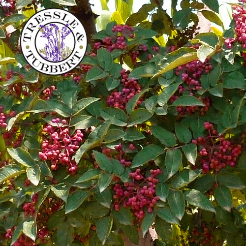 Zanthoxylum simulans szechuan - simulans,,